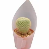 Kaktus Mix i 12cm kruka>Mäster Grön New