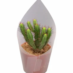 Kaktus Mix i 12cm kruka><noscript><img width=