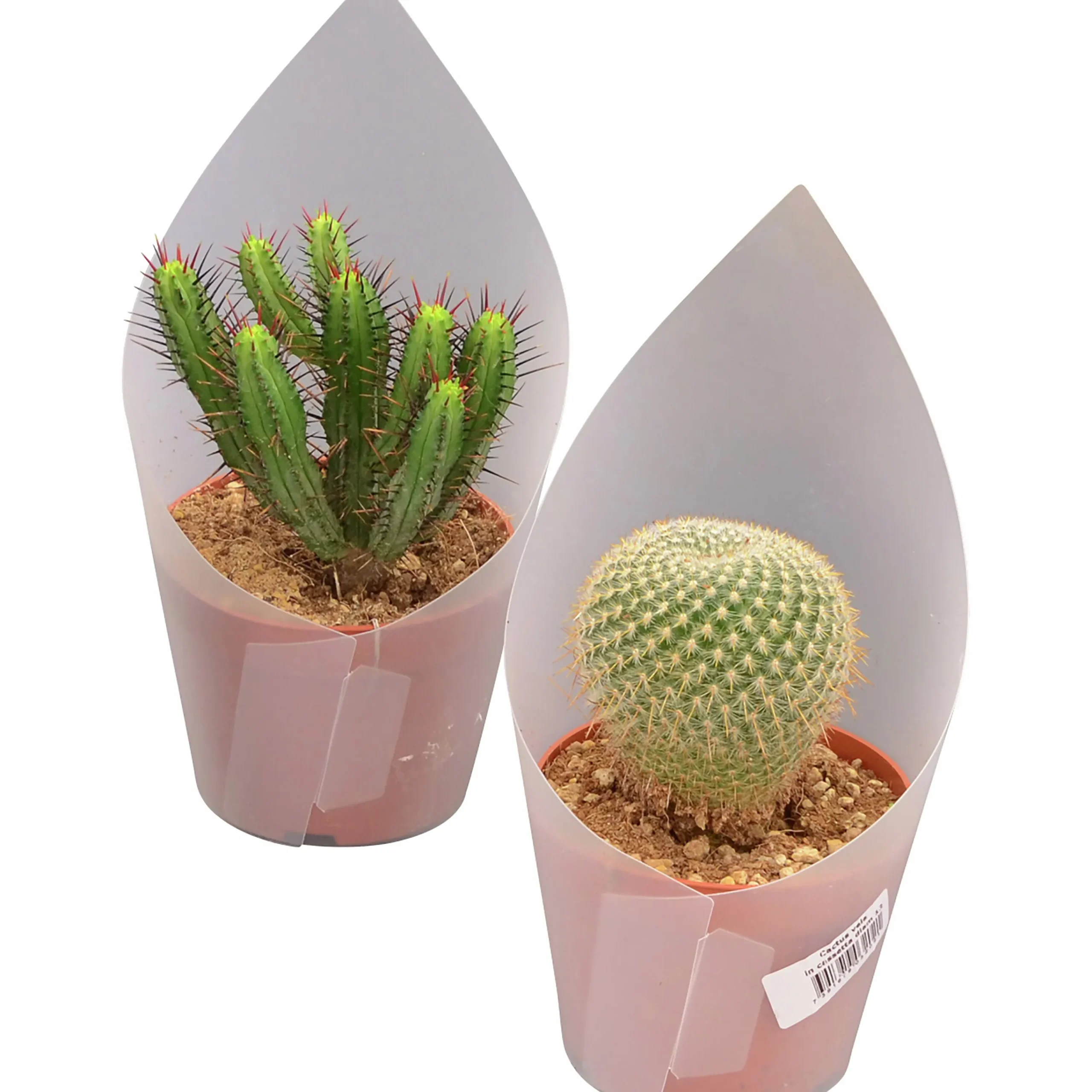 Kaktus Mix i 12cm kruka>Mäster Grön New