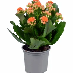 Kalanchoe Dubbel Orange 11cm>Mäster Grön New