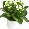 Kalanchoe Mini>Mäster Grön Online