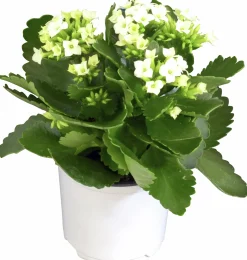 Kalanchoe Mini>Mäster Grön Online