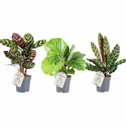 Kalathea Mix i 11cm kruka>Danblumen New