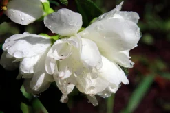 Kameliaschersmin 'Snowbelle'>Omnia garden Best