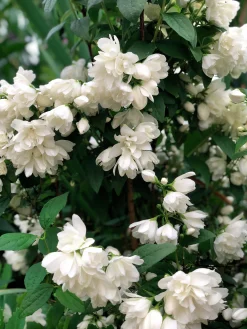 Kameliaschersmin 'Snowbelle'>Omnia garden Best