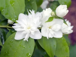 Kameliaschersmin 'Virginal' Krukodlad>Omnia garden