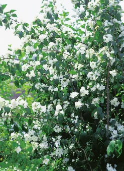 Kameliaschersmin 'Virginal' Solitär Krukodlad>Omnia garden Sale