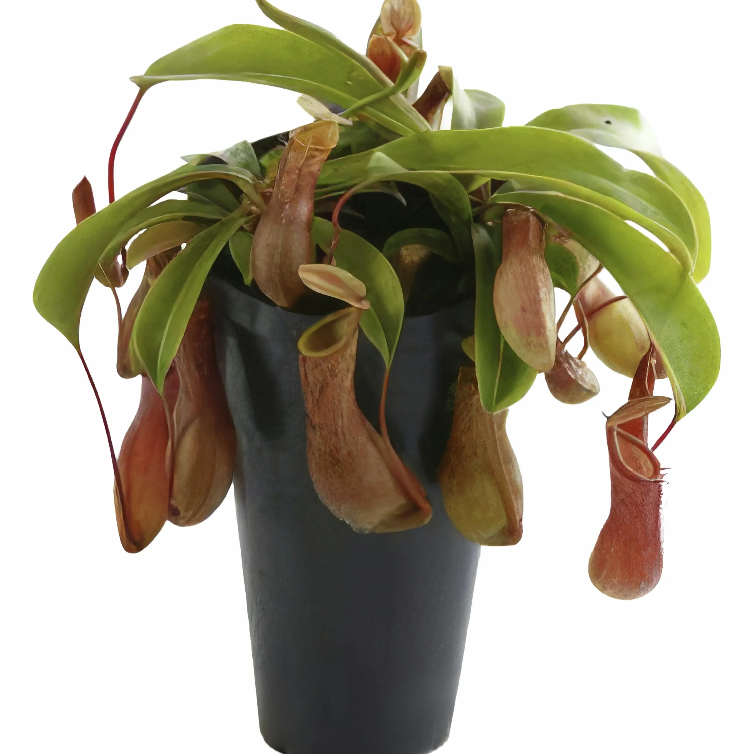 Kannranka lat. Nepenthes>Mäster Grön