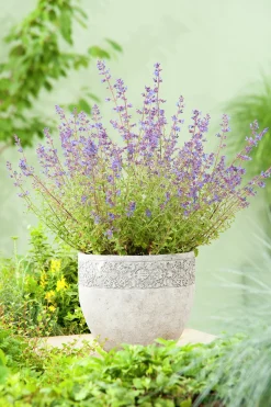 Kantnepeta 'Kit Cat'>Omnia garden