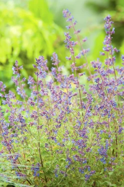 Kantnepeta 'Kit Cat'>Omnia garden