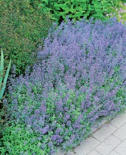 Kantnepeta klassisk>Omnia garden Clearance