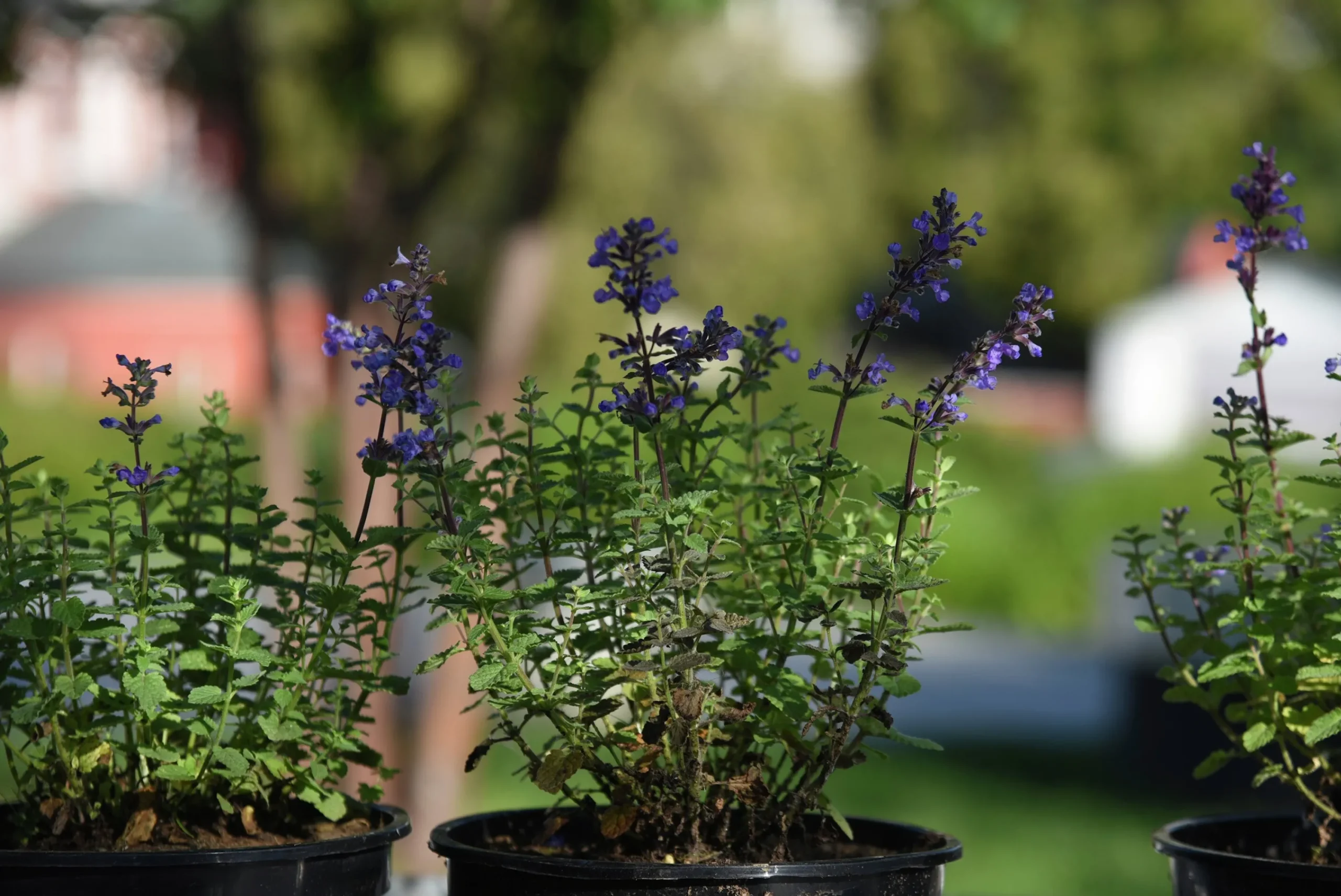 Kantnepeta 'Purrsian Blue'>Omnia garden Clearance