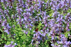 Kantnepeta 'Purrsian Blue'><noscript><img width=