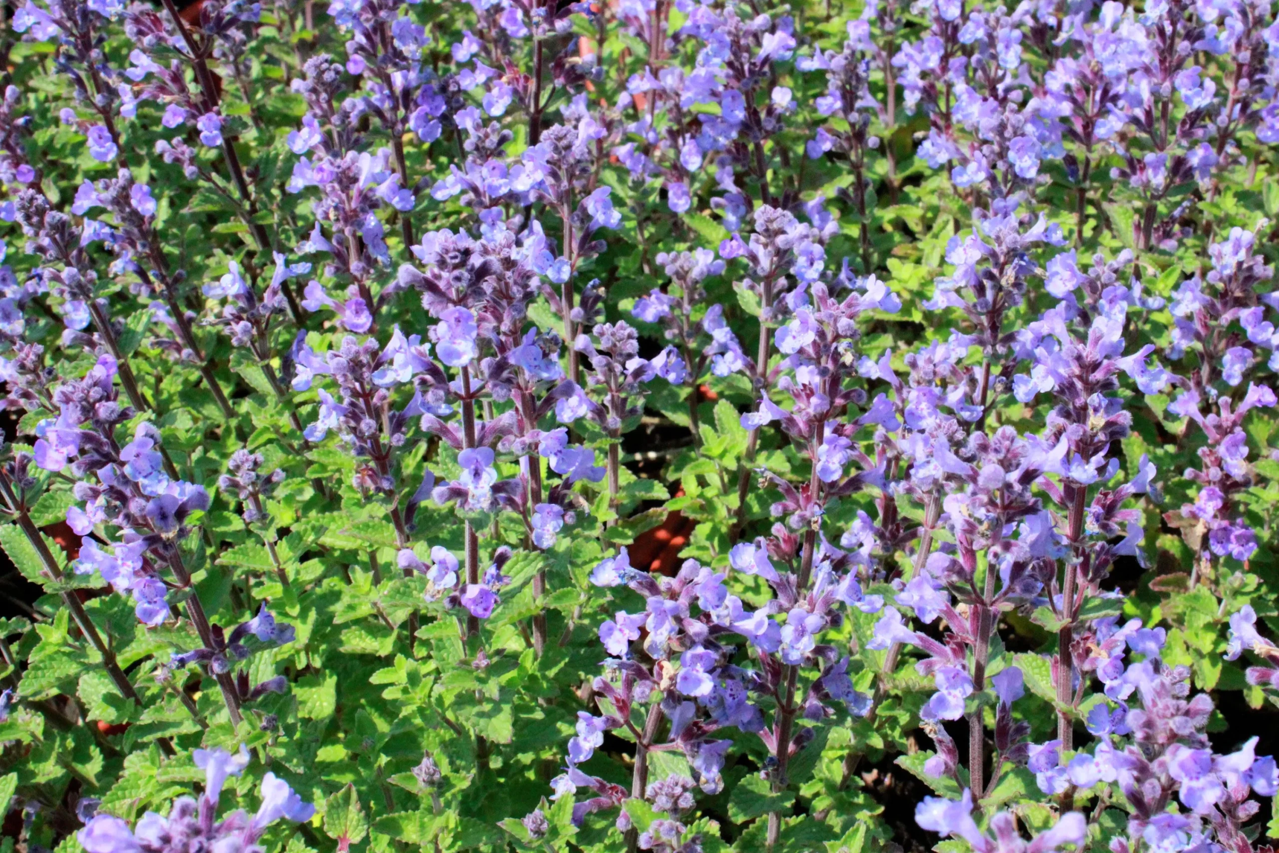 Kantnepeta 'Purrsian Blue'>Omnia garden Clearance