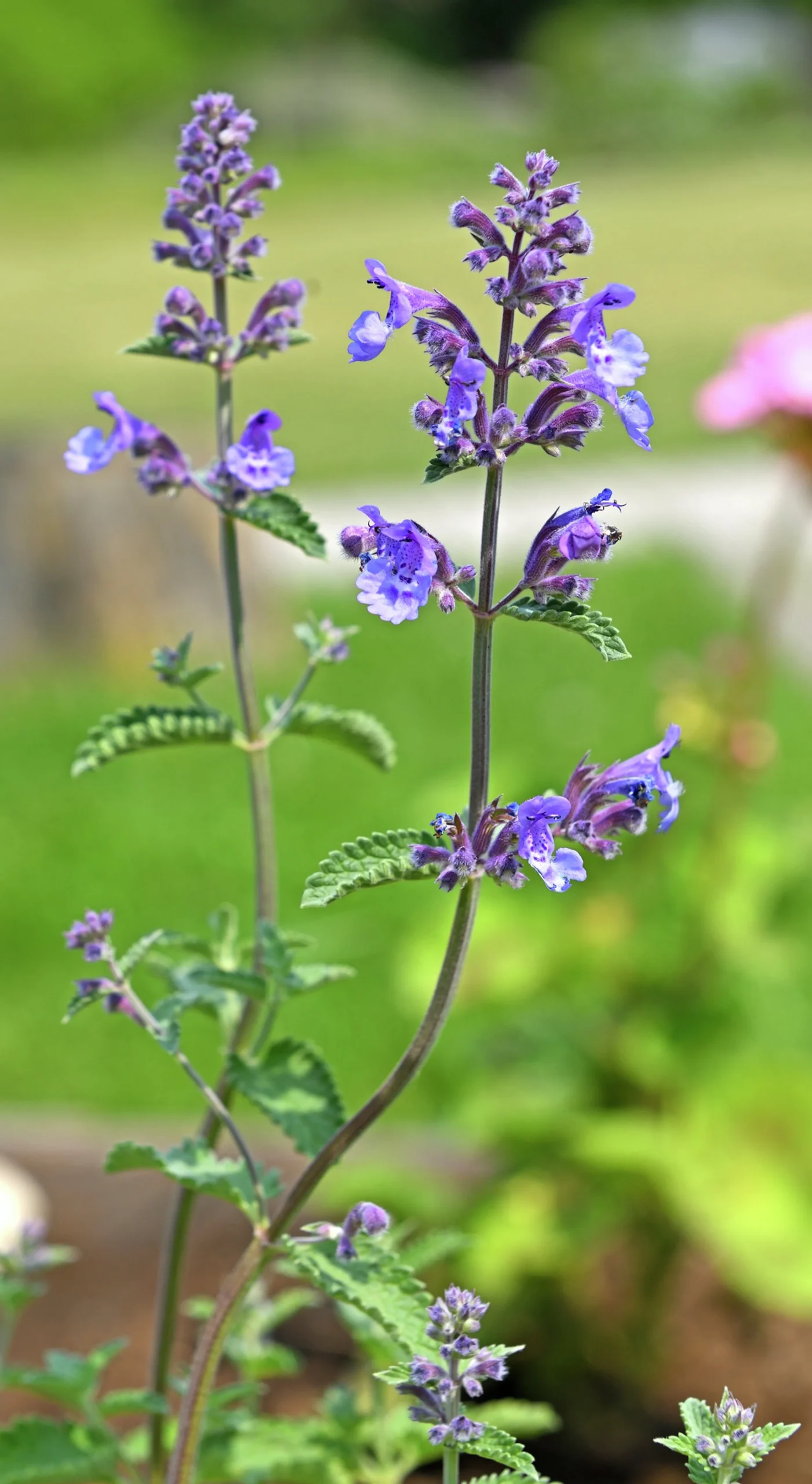 Kantnepeta 'Purrsian Blue'>Omnia garden Clearance