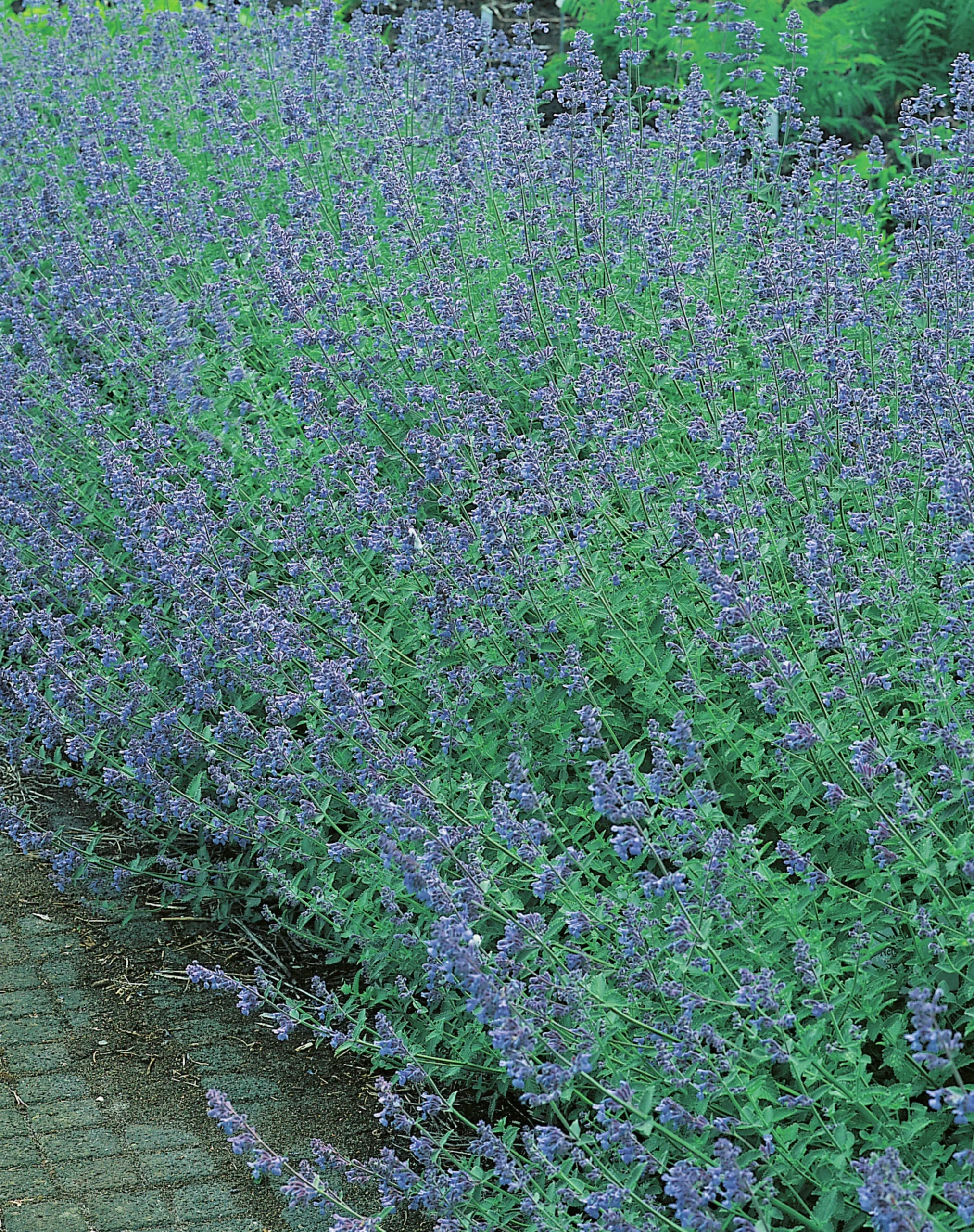 Kantnepeta 'Six Hills Giant'>Omnia garden Outlet