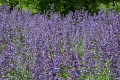 Kantnepeta 'Walkers Low'>Omnia garden