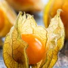 Kapkrusbär lat. Physalis peruviana 11,5cm>Mäster Grön New