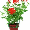 Kaskadpelargon lat. Pelargonium Peltatum 'Cascade'>Mäster Grön Outlet