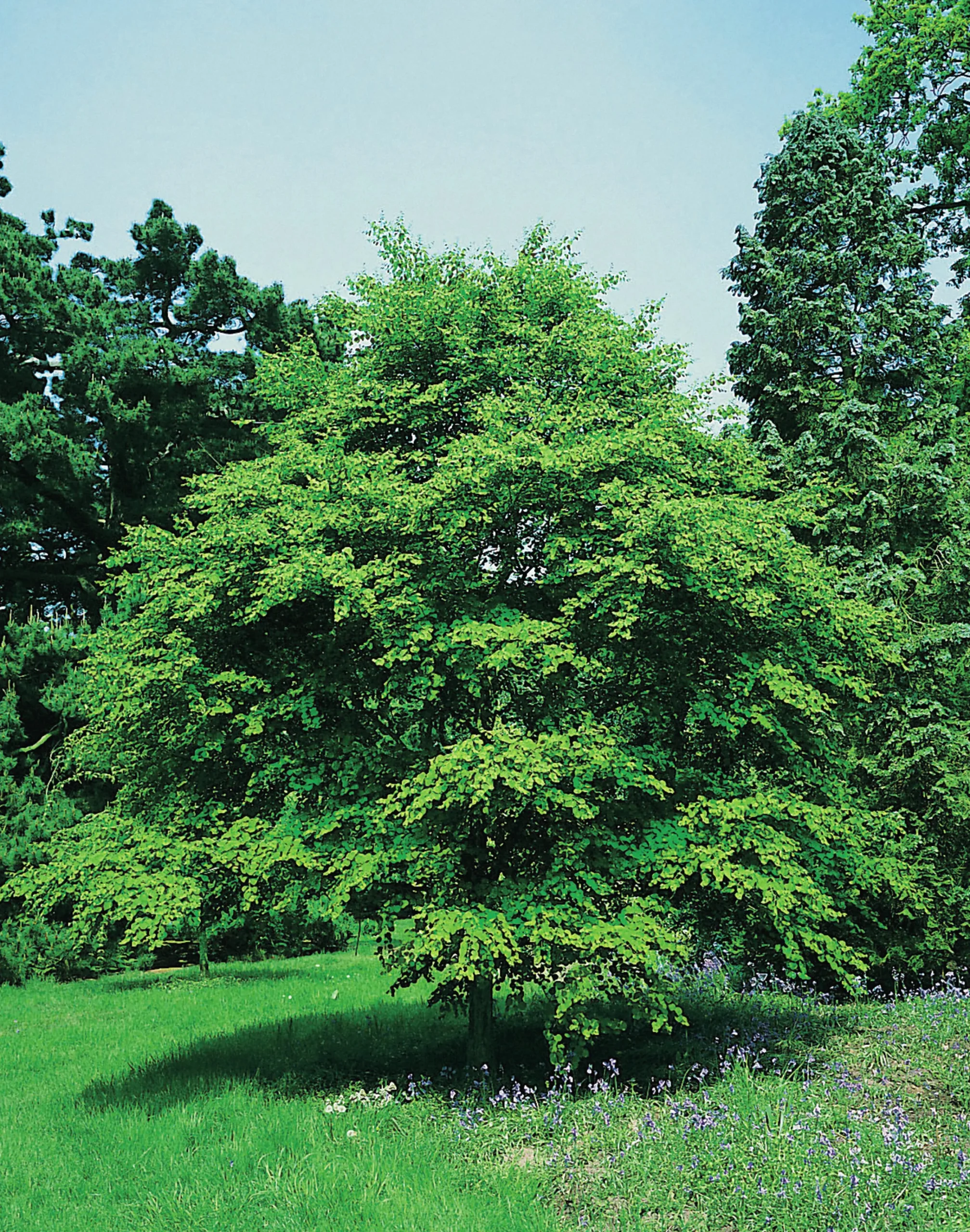 Katsura Krukodlad>Omnia garden Best