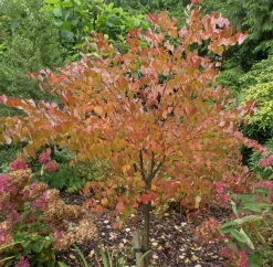 Katsura Solitär Krukodlad>Omnia garden Clearance