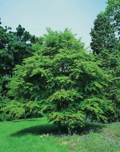 Katsura Solitär Krukodlad><noscript><img width=