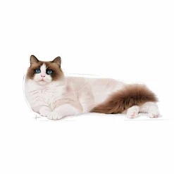 Kattmat Adult Ragdoll 10kg>Royal Canin Sale
