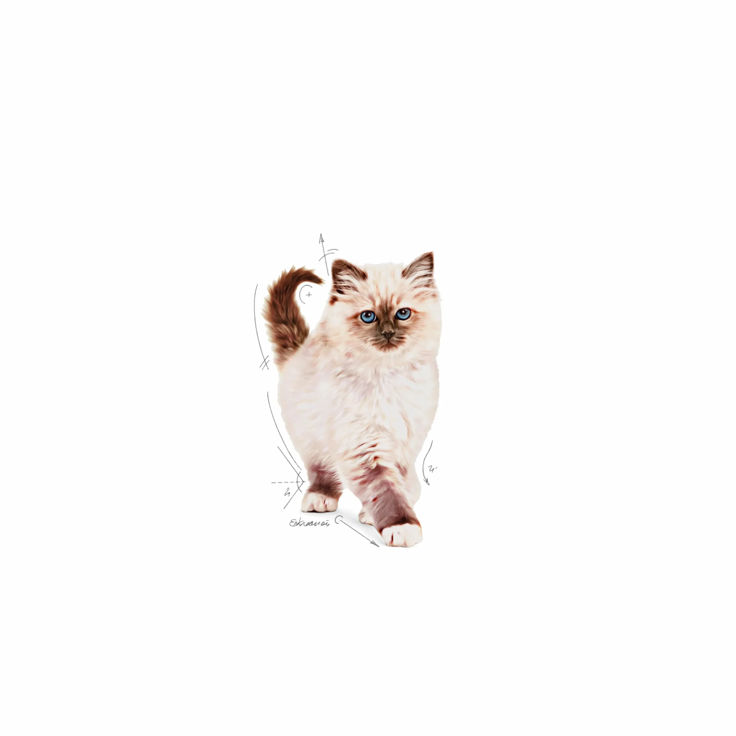 Kattmat Kitten 10kg>Royal Canin Outlet