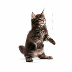 Kattmat Kitten Maine Coon 2kg><noscript><img width=