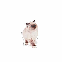 Kattmat Kitten Pouches Gravy Bitar i sås 12x85g>Royal Canin