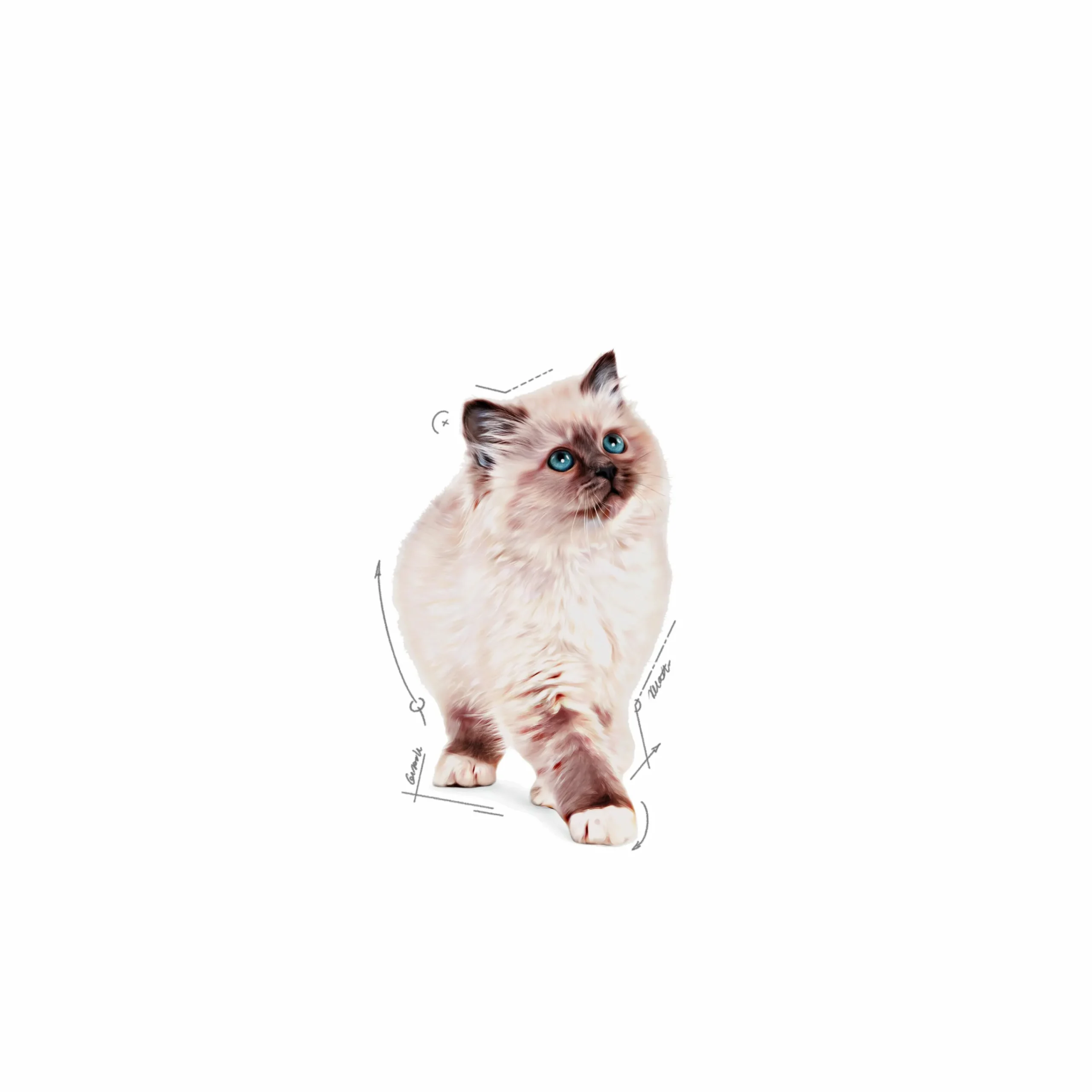 Kattmat Kitten Pouches Gravy Bitar i sås 12x85g>Royal Canin
