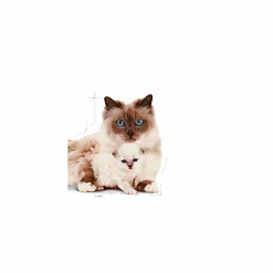 Kattmat Mother & Babycat 2kg>Royal Canin Discount