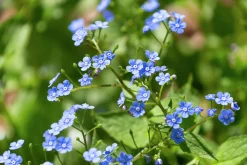 Kaukasisk förgätmigej>Omnia garden Hot
