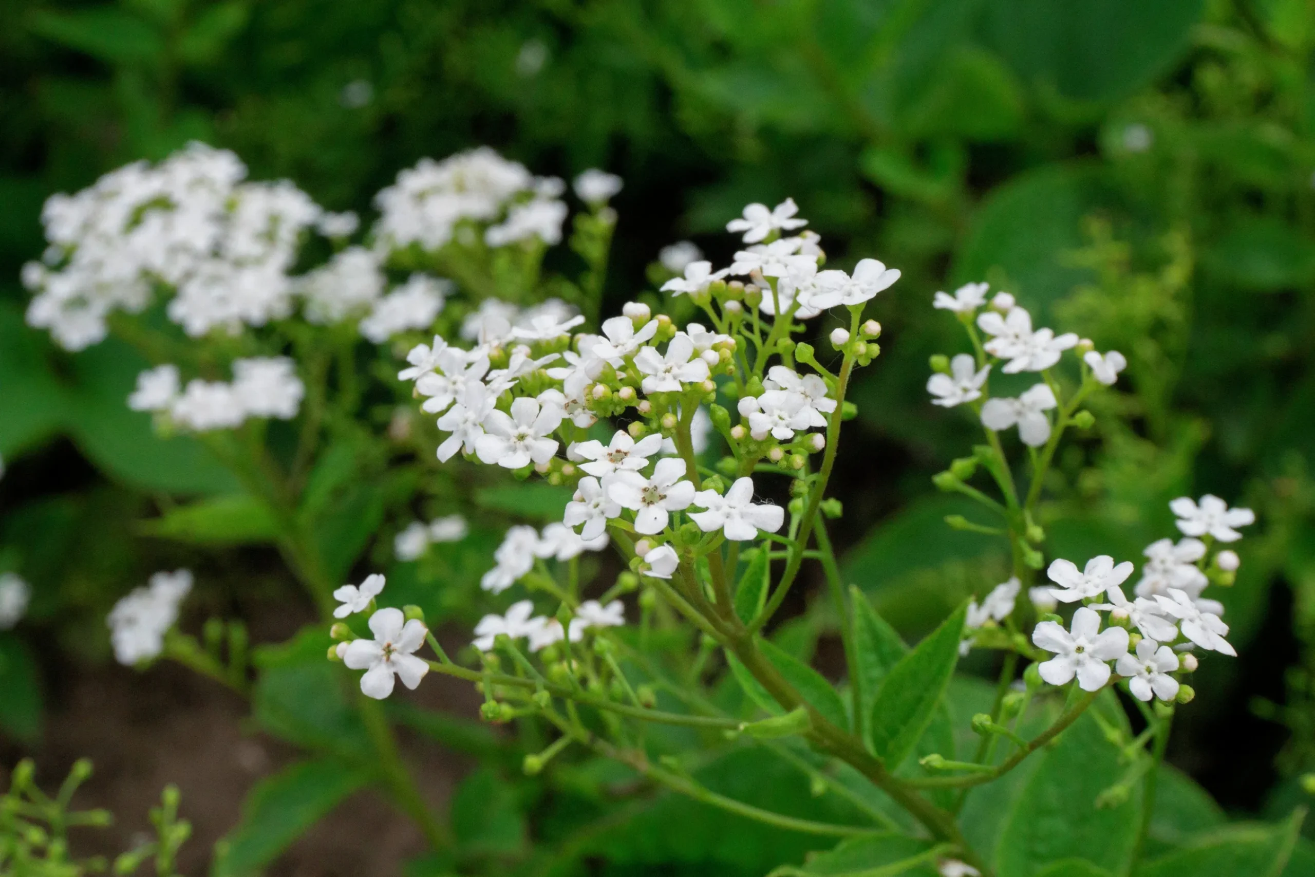 Kaukasisk Förgätmigej 'Betty Bowring'>Omnia garden New