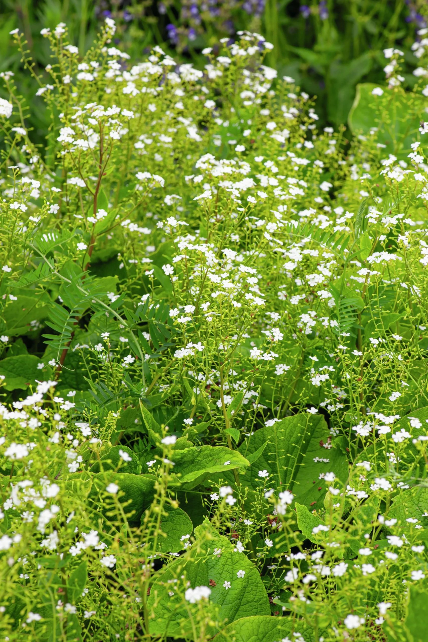 Kaukasisk Förgätmigej 'Betty Bowring'>Omnia garden New