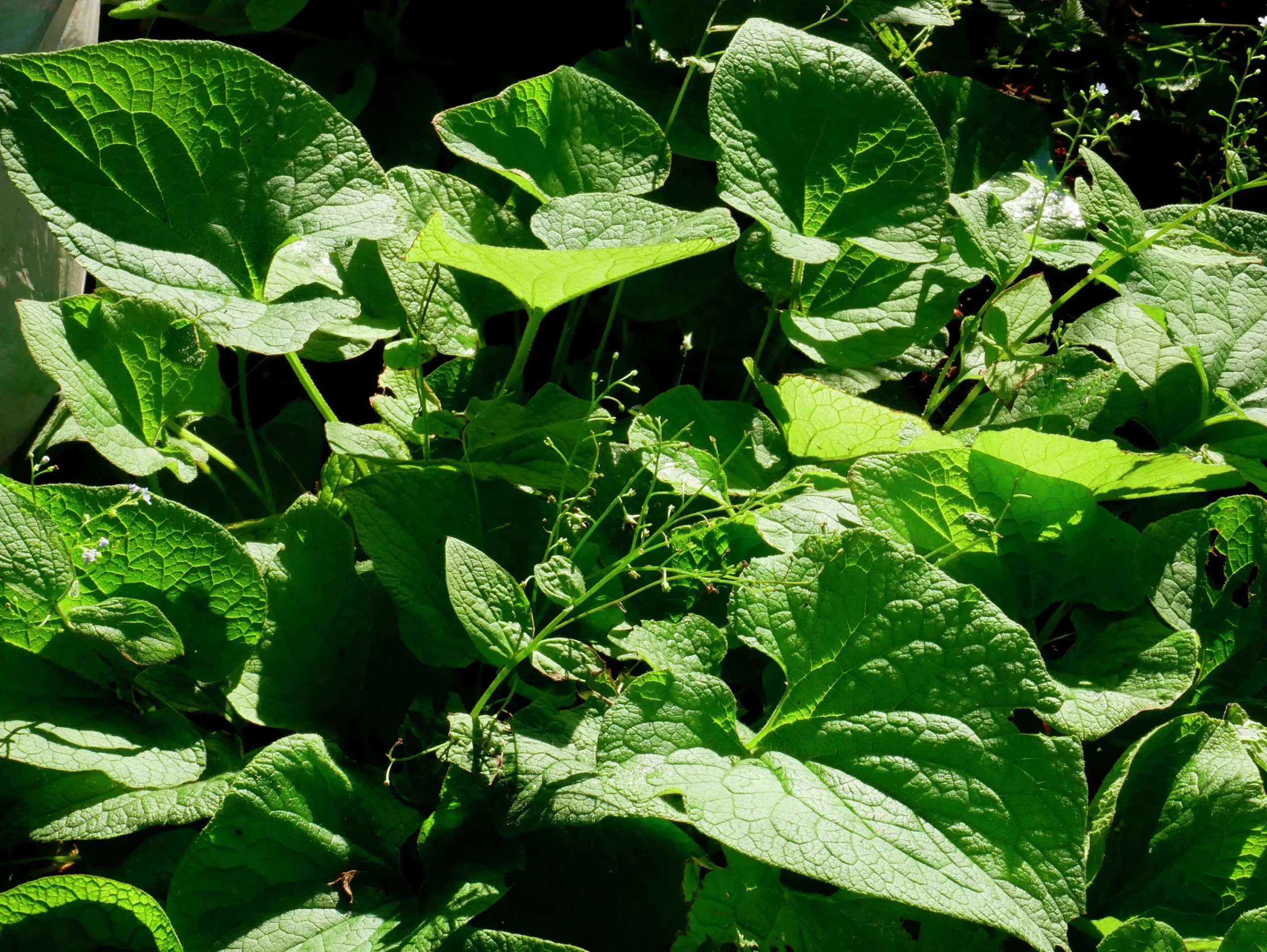 Kaukasisk Förgätmigej 'Betty Bowring'>Omnia garden New