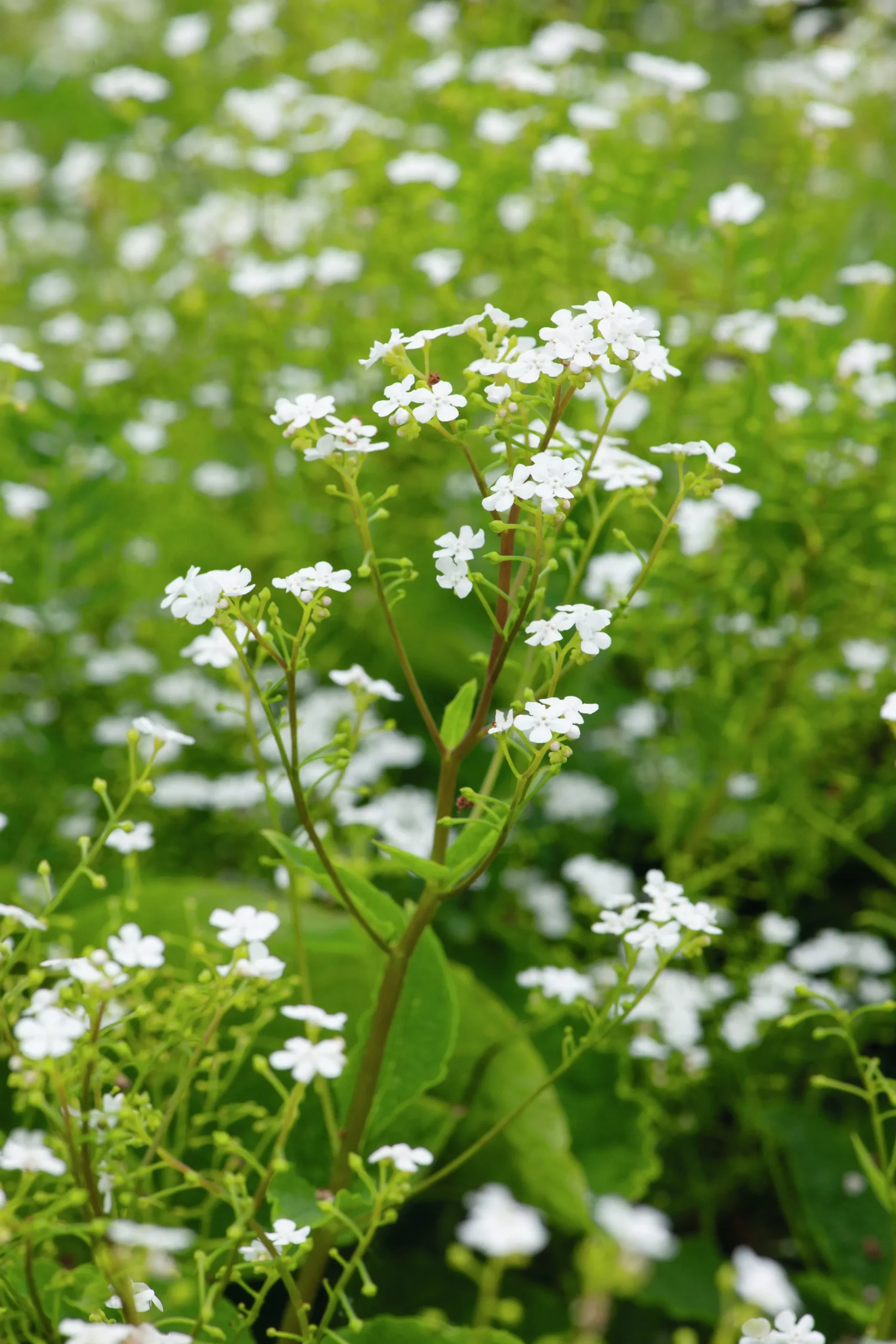 Kaukasisk Förgätmigej 'Betty Bowring'>Omnia garden New