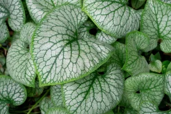 Kaukasisk förgätmigej 'Jack Frost'>Omnia garden Best