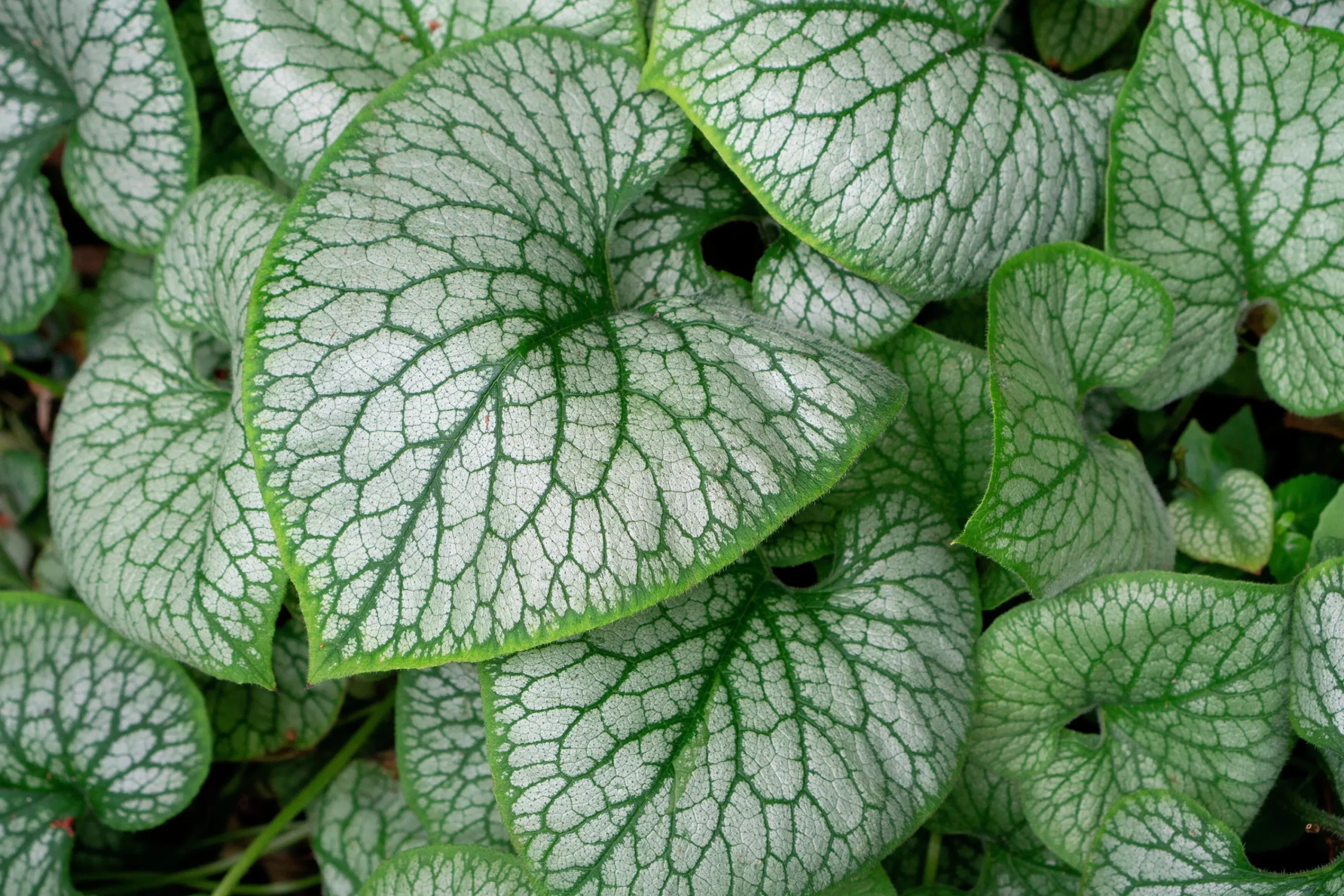 Kaukasisk förgätmigej 'Jack Frost'>Omnia garden Best