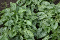 Kaukasisk förgätmigej 'Jack Frost'>Omnia garden Best