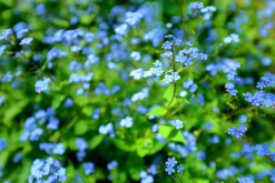 Kaukasisk förgätmigej 'Jack Frost'><noscript><img width=