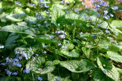 Kaukasisk förgätmigej 'Jack Frost'><noscript><img width=