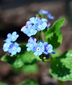 Kaukasisk förgätmigej 'Jack Frost'><noscript><img width=