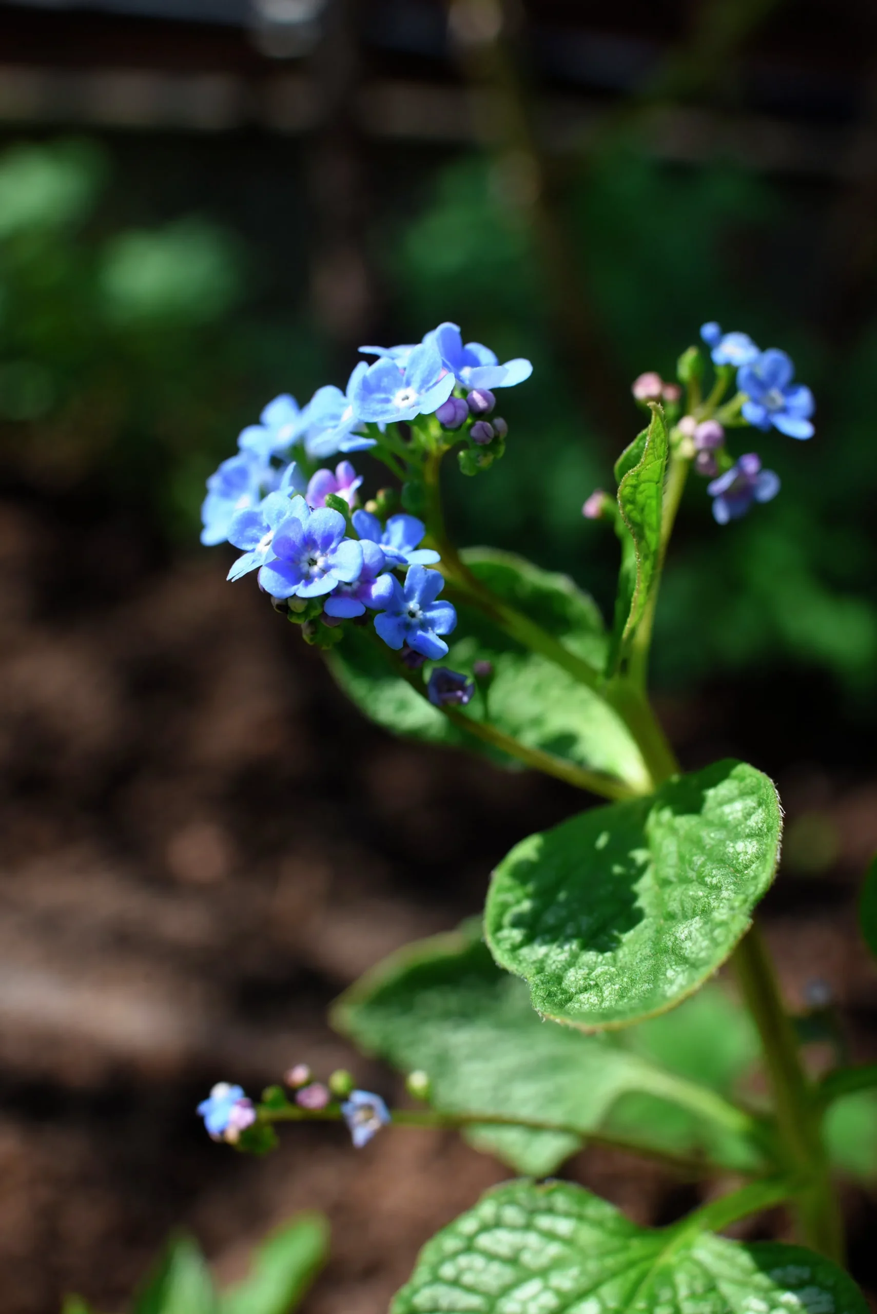 Kaukasisk förgätmigej 'Jack Frost'>Omnia garden Best