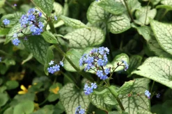 Kaukasisk förgätmigej 'Jack Frost'><noscript><img width=