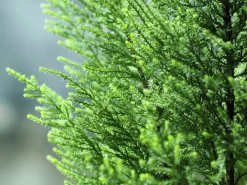 Kinesisk En 'Stricta'>Omnia garden