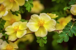 Kinesisk ros 'Hugonis' Barrotad><noscript><img width=