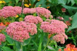 Kinesisk Kärleksört 'Brilliant'>Omnia garden Hot