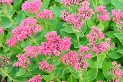 Kinesisk Kärleksört 'Brilliant'>Omnia garden Hot