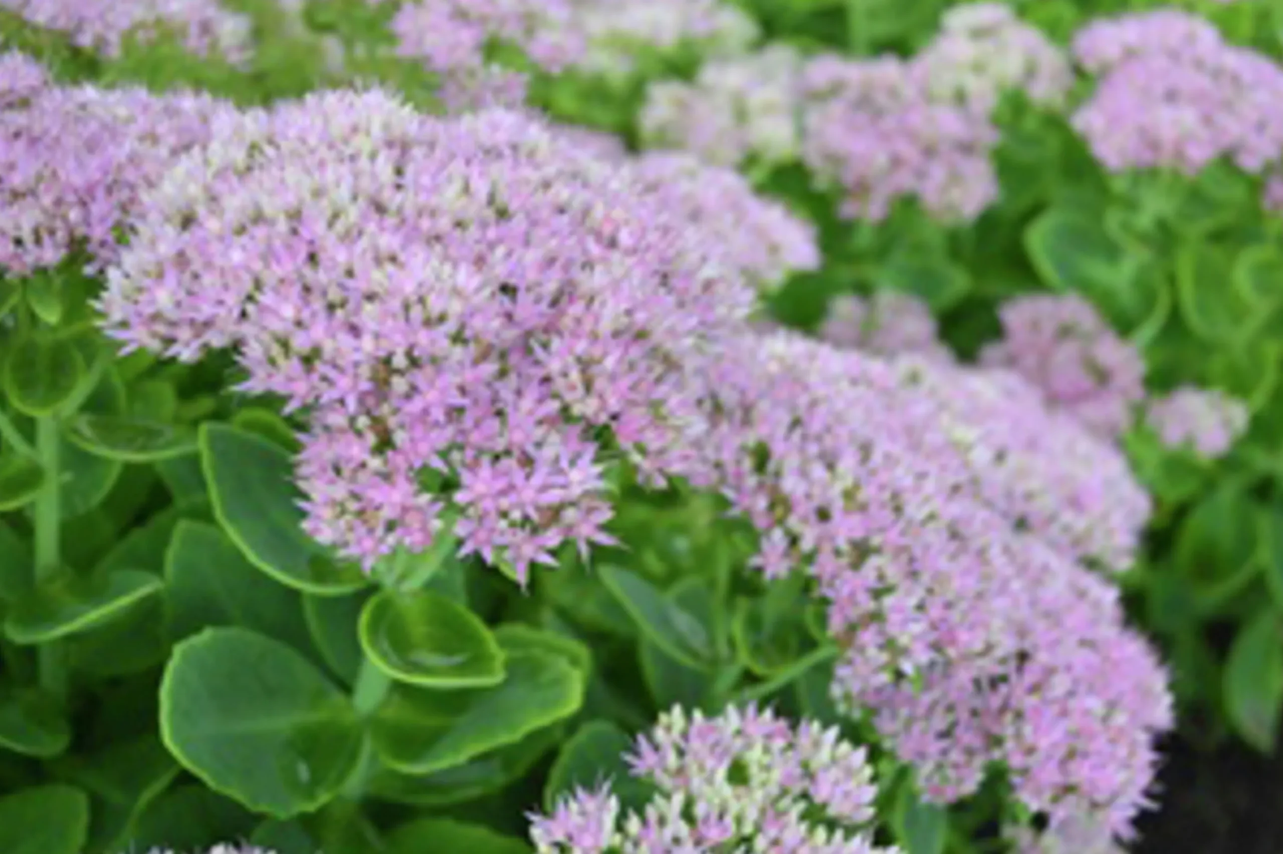 Kinesisk Kärleksört 'Granlunda'>Omnia garden New